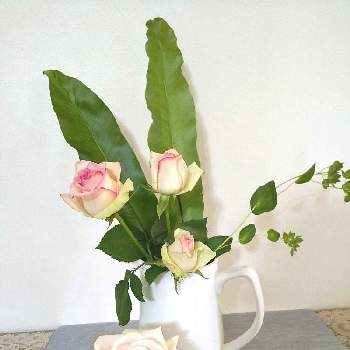 可愛い薔薇の投稿画像一覧 Greensnap グリーンスナップ