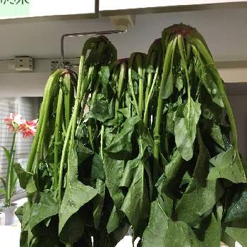 ほうれん草の育て方 種まきや水やりのコツは プランター栽培もできる Greensnap グリーンスナップ