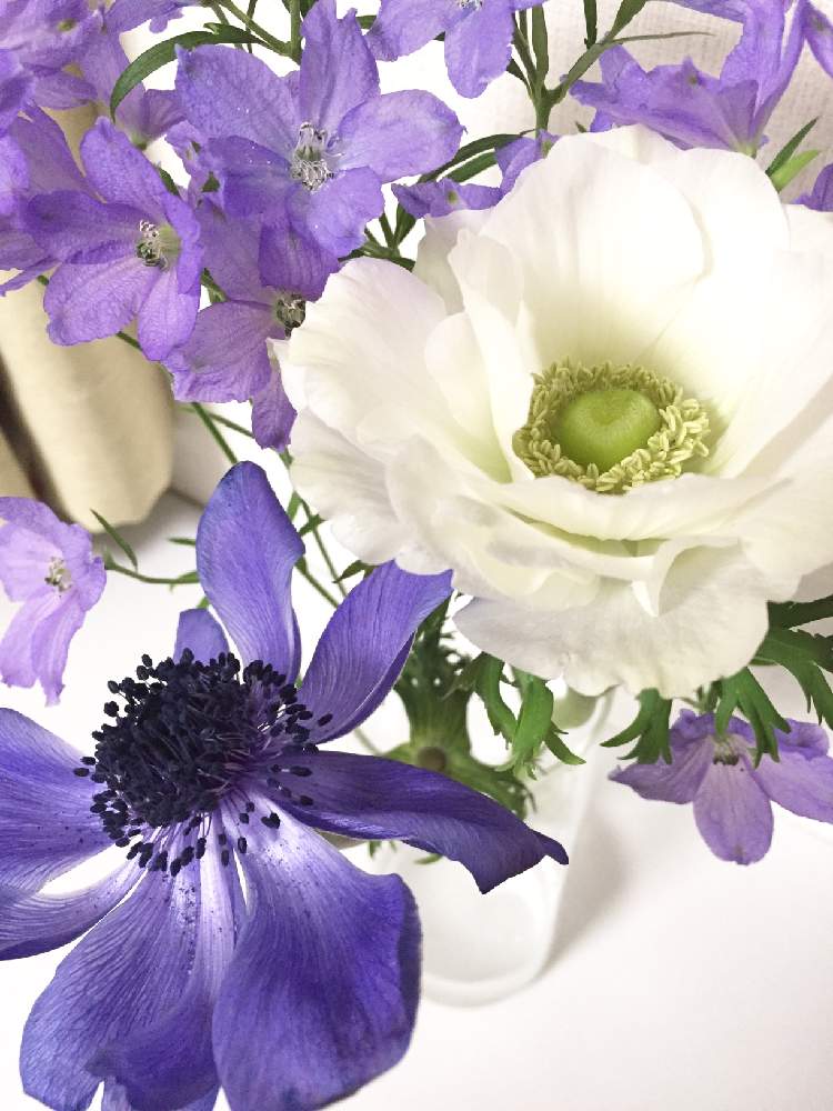 アネモネの投稿画像 By ともよさん アネモネとデルフィニウムとハナノヒと花のある暮らしとお花のある生活と白い花と日比谷花壇と紫の花と切り花 21月4月4日 Greensnap グリーンスナップ