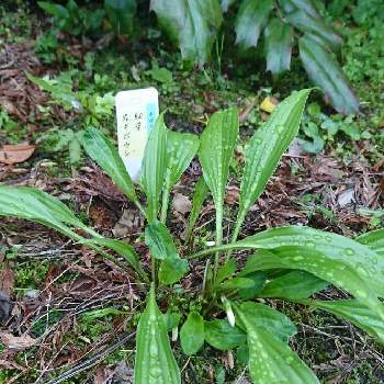 細葉岩ギボウシの投稿画像一覧 Greensnap グリーンスナップ