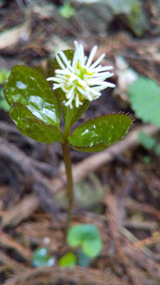 ヒトリシズカの投稿画像 By もーりさん 21月4月4日 Greensnap グリーンスナップ