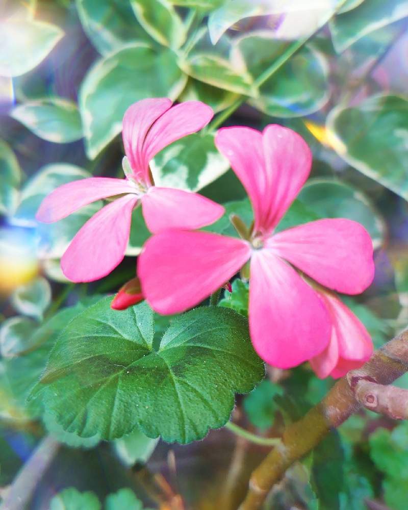 ゼラニウムの投稿画像 By シェリーさん 癒しの時間とショッキングピンクの花とピンクの花と元気パワーとピンクの花が好きと可愛い とショッキングピンクと ピンク ピンクと花のある暮らしと可愛いピンク色 21月4月4日 Greensnap グリーンスナップ