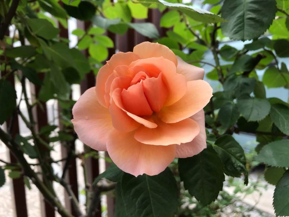 ばら バラ 薔薇の投稿画像 By Anneさん バラ アプリコットキャンディとおうち園芸とバラ 鉢植えとバラが好きとバラを楽しむと今日のイチオシとエントランスと21 Gsでバラ園とばら バラ 薔薇とバラ アプリコットキャンディとおうち園芸とバラ 鉢植えとバラが好きとバラ