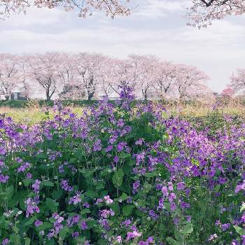 ハナダイコンの花の投稿画像一覧 Greensnap グリーンスナップ