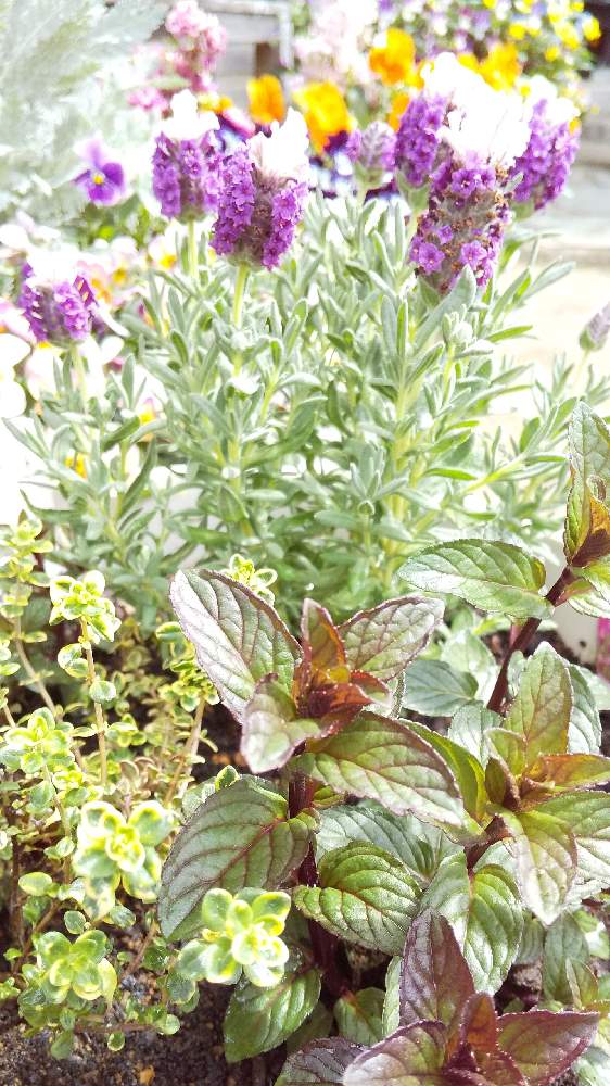 ペパーミントの投稿画像 By June5さん ゴールデンレモンタイムとフレンチラベンダー ピンクとハーブ大好きとおうち園芸 21月4月4日 Greensnap グリーンスナップ