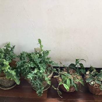 フレボディウム アウレウム 花言葉