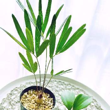 ザミアの育て方 管理する温度や水やりのコツは Greensnap グリーンスナップ