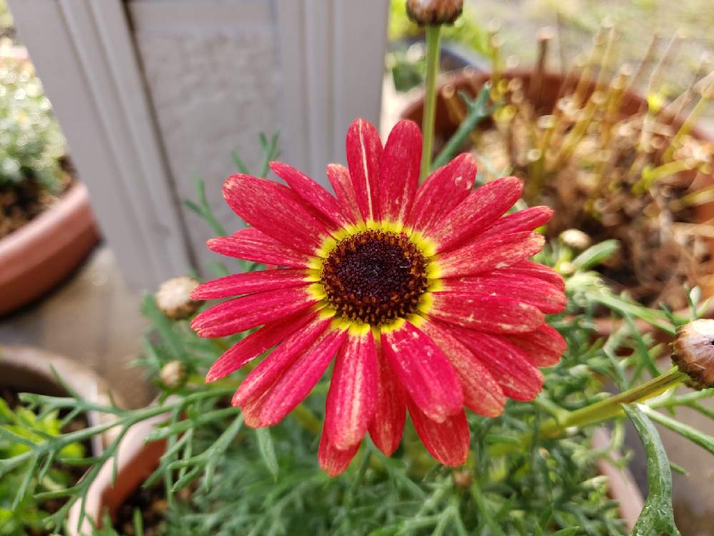 スーパーマム 夕焼けレッドの投稿画像 By 日向夏さん 春に咲く花と庭の花と可愛い花とガーデニングと花のある暮らしと花が好きと花の笑顔 21月4月4日 Greensnap グリーンスナップ スーパーマム 夕焼けレッドの投稿画像 By 日向夏さん 春に咲く花と庭の花と可愛い花とガーデニングと花のある暮らしと花が好きと花の笑顔 21月4月4日 Greensnap グリーンスナップ