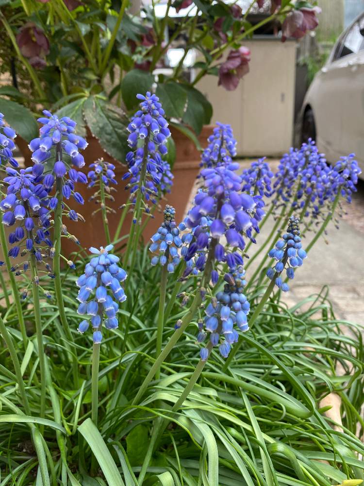 ムスカリの投稿画像 By たかさん 21月4月4日 Greensnap グリーンスナップ