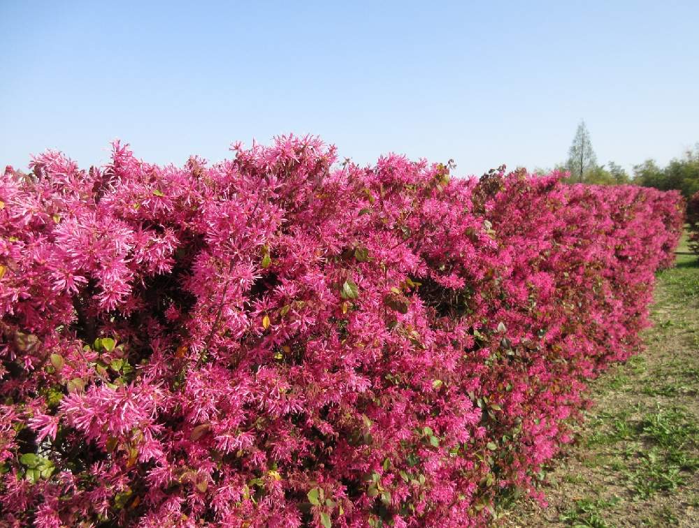 トキワマンサクの投稿画像 By ぺこりん さん ベニバナトキワマンサクとアカバナトキワマンサクと樹木とgs映えとgs日和と散歩とボタニカルスポットとおでかけ先とあいち健康の森公園 21月4月4日 Greensnap グリーンスナップ