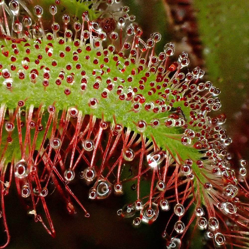Drosera Capensis White Flw X Aliciaeの投稿画像 By 熊みたいな熊さん 観葉植物と食虫植物と室内栽培専門と室内栽培と草植系男子とおうち園芸とマクロ撮影とモウセンゴケ類と珍奇植物とドロセラ類とled栽培 21月4月4日 Greensnap グリーンスナップ