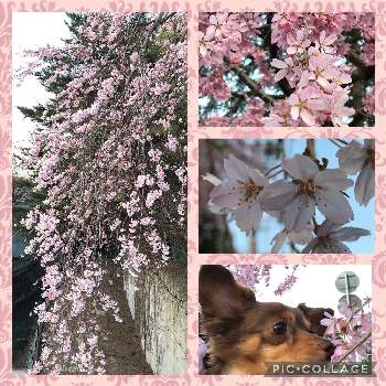 愛犬と散歩の画像 by Takeさん | お出かけ先とお花が大好きと愛犬と散歩とピンク色とGSのみなさんに感謝♡と桜の花♡と花のある暮らしと心穏やかに♡