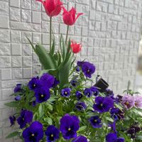 チューリップ,ビオラ,球根,ガーデニング,咲いた！の画像