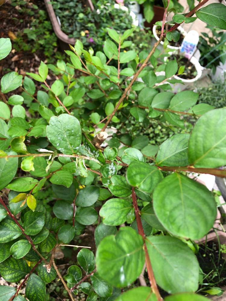 いつまでも初心者の投稿画像 By Michiさん 沖縄と サルスベリとおうち園芸と相談と多肉好き 21月4月4日 Greensnap グリーンスナップ