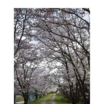 春を告げるお花の画像 by Botanii*さん | さくら サクラ 桜とソメイヨシノ（染井吉野）と春を告げるお花と私の癒しと可愛いお花❀と桜のトンネルと桜*