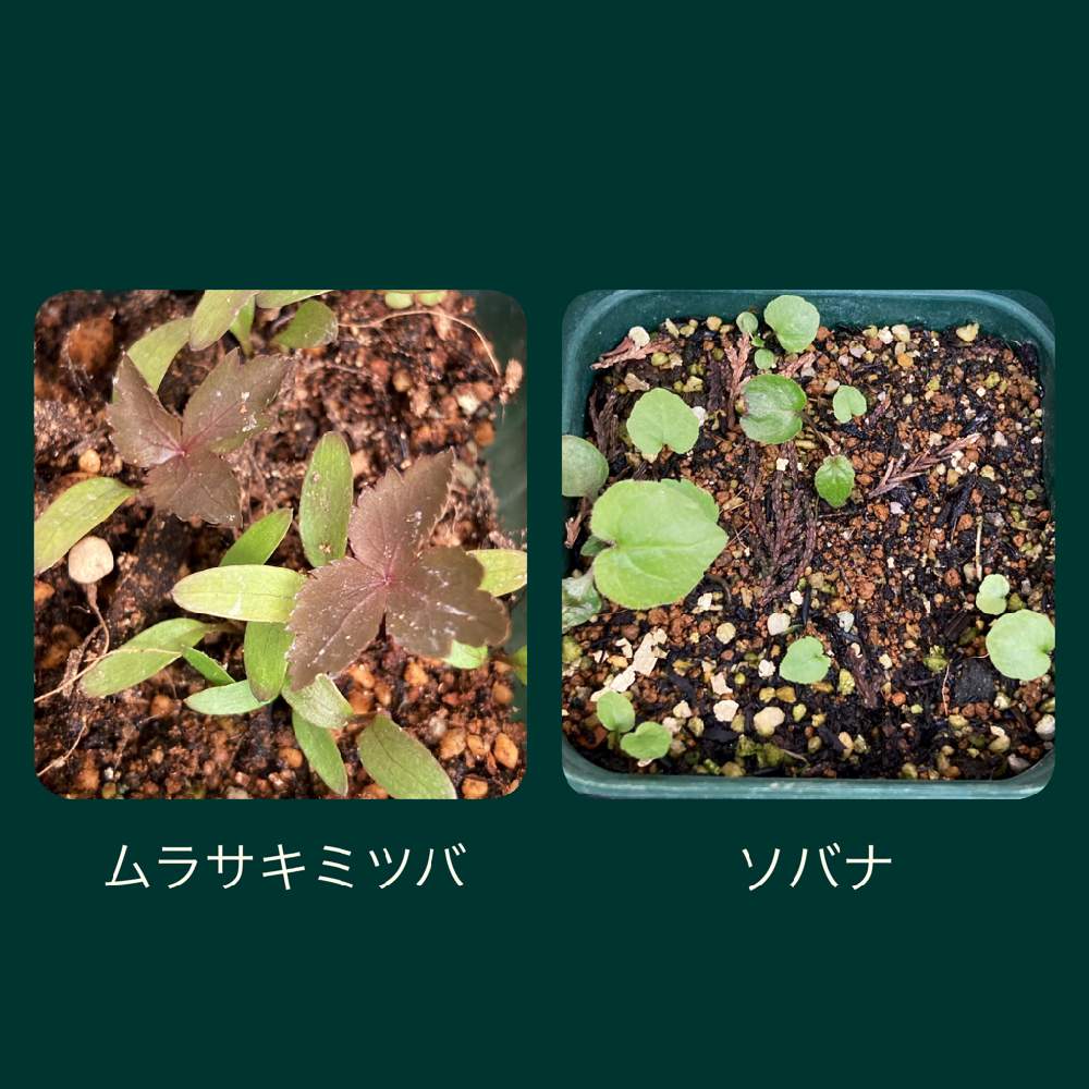 ソバナの投稿画像 By ミント さん ムラサキミツバと山野草とgarden Roomsと 愛おしいと宿根草 と癒されると発芽と宿根 多年草と庭の宿根草と種からと種まき 21月4月4日 Greensnap グリーンスナップ