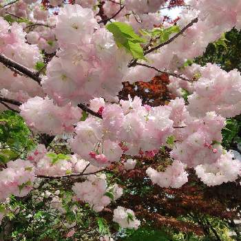 松月桜の画像 by nanairoさん | お出かけ先と松月桜と 八重桜とお花見とお散歩とiPhone撮影と『2021桜』フォトコンテスト
