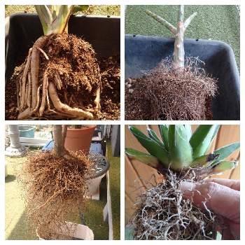 プルメリアの育て方 植え替えや肥料のやり方は 冬越しはできるの Greensnap グリーンスナップ プルメリアの育て方 植え替えや肥料のやり方は 冬越しはできるの Greensnap グリーンスナップ