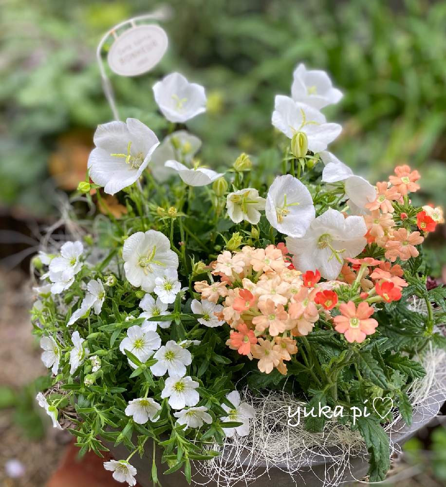 寄せ植えの投稿画像 By ゆかぴさん 小花会と花壇とカンパニュラ と癒されると可愛いと花のある暮らしと白い花 21月4月4日 Greensnap グリーンスナップ