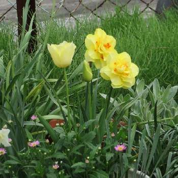 冷蔵チューリップの画像 by 習志野花音♪さん | 小さな庭とチューリップとフサザキスイセンと今日のチューリップと白チューリップとチューリップ祭りと赤いチューリップと 八重咲きチューリップと冷蔵チューリップとチューリップさん♪とチューリップmiyukiとフリンジ咲きチューリップとチューリップの水耕栽培とチュ―リップが咲いたとSNS映えとボタニカル中二病と佐倉チューリップフェスタと女子高生とチューリップ大好き♡とピンクのチューリップとチューリップ♡♡♡と乙女チック❤