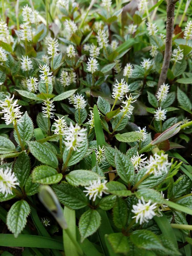 ヒトリシズカの投稿画像 By しむちさん 21月4月4日 Greensnap グリーンスナップ