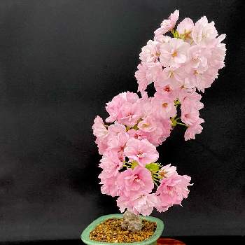 桜盆栽の投稿画像一覧 Greensnap グリーンスナップ