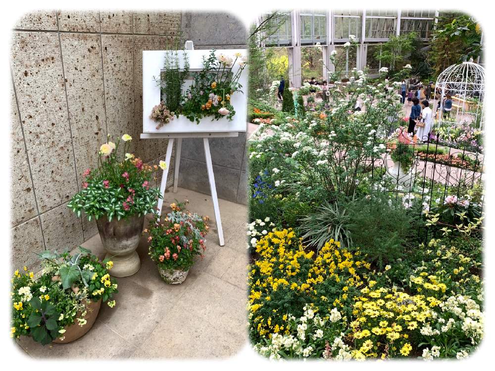 春のお花の投稿画像 By さくらンボーさん ピンクの花と額縁と寄せ植えと青い花と黄色の花と花フェスタ記念公園と花のある暮らしと額縁プランターと花畑 21月4月4日 Greensnap グリーンスナップ 春のお花の投稿画像 By さくらンボーさん ピンクの花と額縁と寄せ植えと青い花と黄色の花と花フェスタ記念公園と花のある暮らしと額縁プランターと花畑 21月4月4日 Greensnap グリーンスナップ