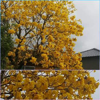 イペーの花の投稿画像一覧 Greensnap グリーンスナップ