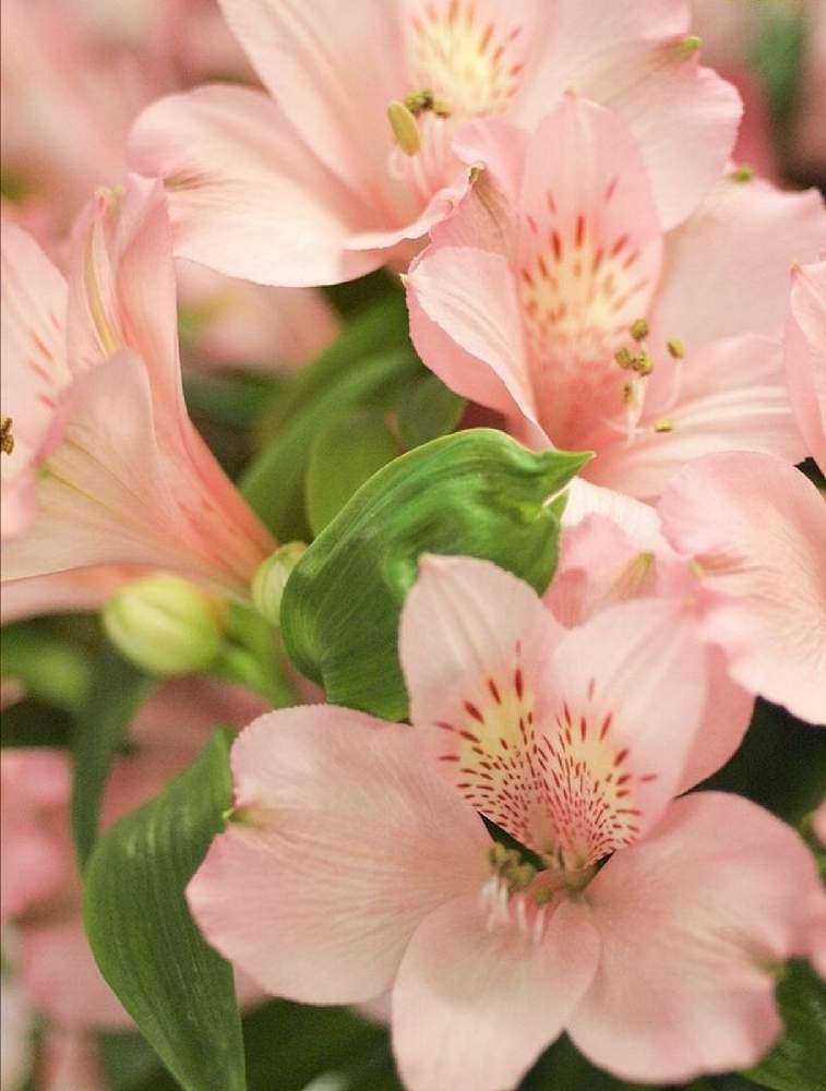 アルストロメリアの投稿画像 By 騎馬隊さん 切り花と花のある暮らしと花屋と今日のお花 21月4月4日 Greensnap グリーンスナップ アルストロメリアの投稿画像 By 騎馬隊さん 切り花と花のある暮らしと花屋と今日のお花 21月4月4日 Greensnap グリーンスナップ