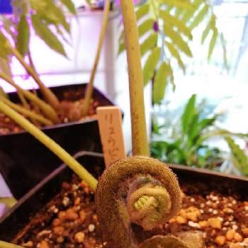 リュウビンタイの育て方 植え付けや水やり方法は 枯れる原因はなに Greensnap グリーンスナップ