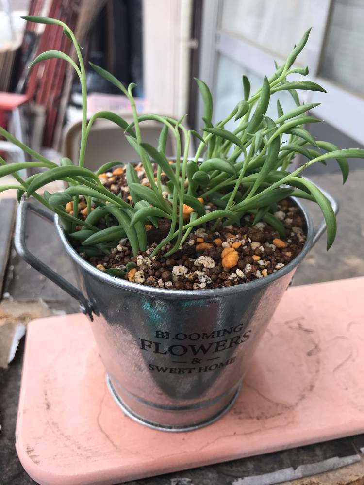 三日月ネックレスの投稿画像 By しあん猫さん 多肉植物初心者と多肉植物と三日月ネックレス と多肉植物のある暮らしと多肉沼と多肉 女子と いいね ありがとうと多肉愛が止まらない 21月4月4日 Greensnap グリーンスナップ