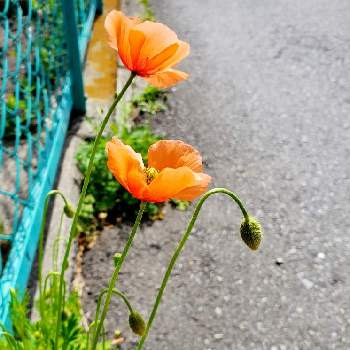 道端の草花の投稿画像一覧 Greensnap グリーンスナップ