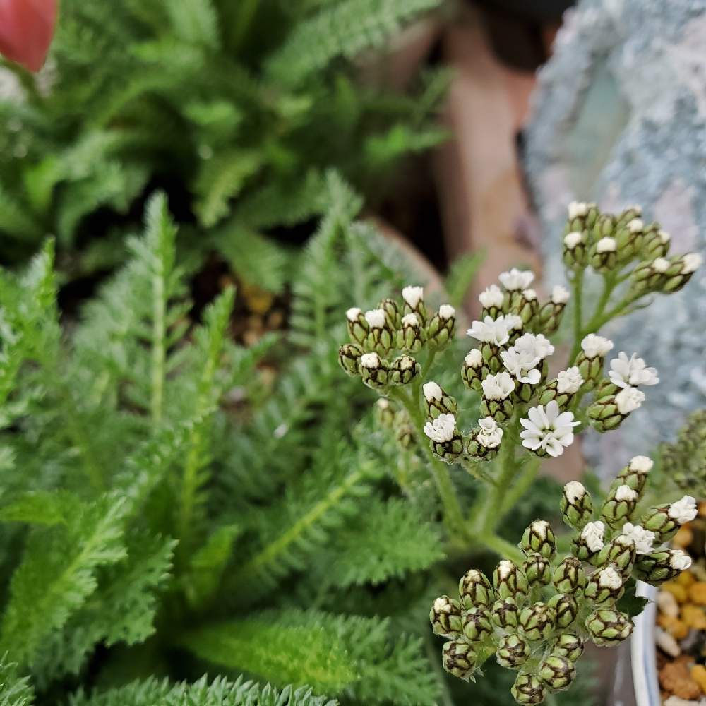 ノコギリソウの投稿画像 By まりりんママさん 小さな庭と花芽とたくましいと生き残りと今日の一枚とほったらかしとのこぎり草と可愛すぎる と花 のある暮らしといつのまにと花芽とたくましいと生き残りと今日の一枚とほったらかしとのこぎり草と可愛すぎる と花のある