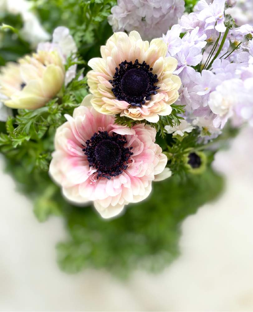 アネモネの投稿画像 By ちぃさん 秋植え球根21 フォトコンテストと植物のある暮らしとアネモネ アンアリスとグリーンのある暮らしとピンクの花とベランダガーデニングと春が来たとgs日和とno Green No Lifeと植中毒とピンクとガーデニングと花のある暮らしとgreen