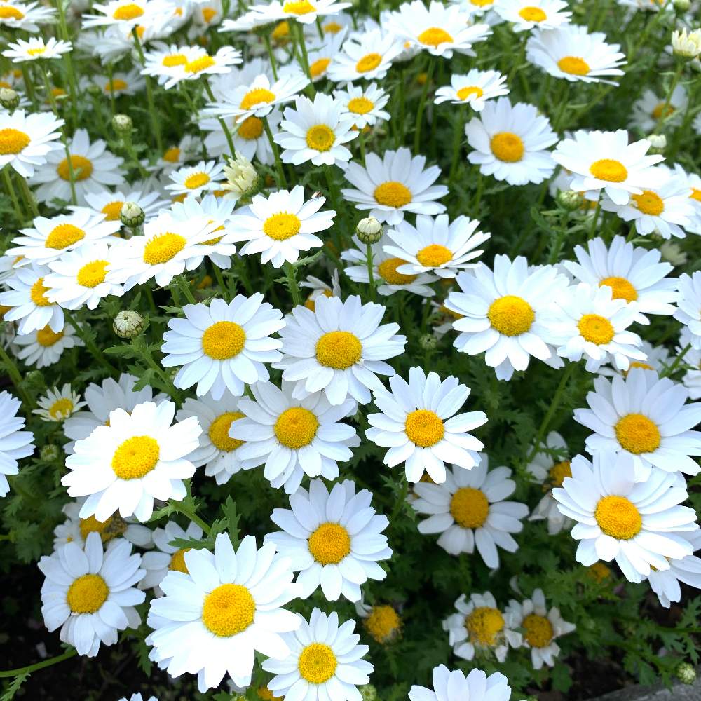 ノースポールの投稿画像 By あいちゃんこさん 21月4月4日 Greensnap グリーンスナップ