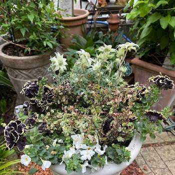 夏の寄せ植えの投稿画像一覧 Greensnap グリーンスナップ 夏の寄せ植えの投稿画像一覧 Greensnap グリーンスナップ