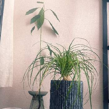 トックリランの育て方 植え付けや植え替えの時期は Greensnap グリーンスナップ