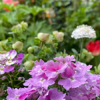 紫好きの画像 by ちょこっちさん | 小さな庭と寄せ植えと紫好きと小花とガーデニングとバーベナラナイツイスターアクアレル