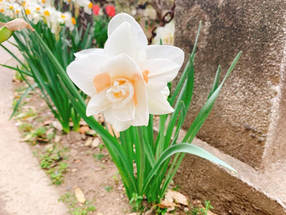 スイセンの投稿画像 By Hamさん 水仙とnarcissusと熊谷桜堤の桜 21月4月4日 Greensnap グリーンスナップ