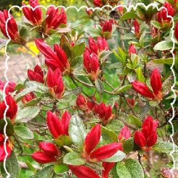 赤いツツジの画像 by 葉っぱちゃんさん | 広い庭と赤いツツジ