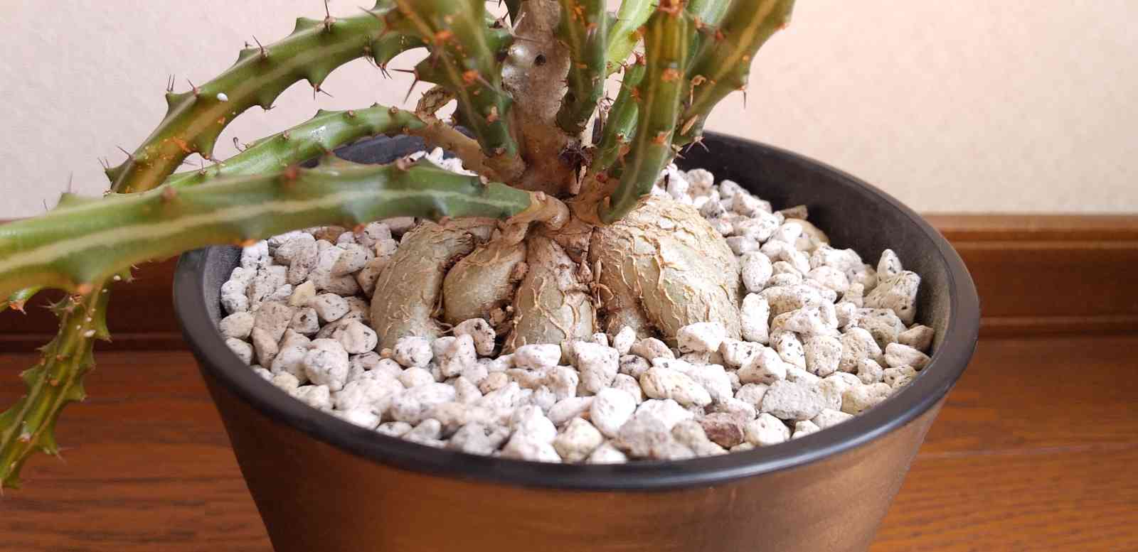 流通量の少ない仕立てもレアな塊根植物ですユーフォルビア・ クンチー 観葉植物 ビザールプランツ 観葉植物 現品 ユーフォルビア クンチー 塊根植物 希少 【アウトレット】