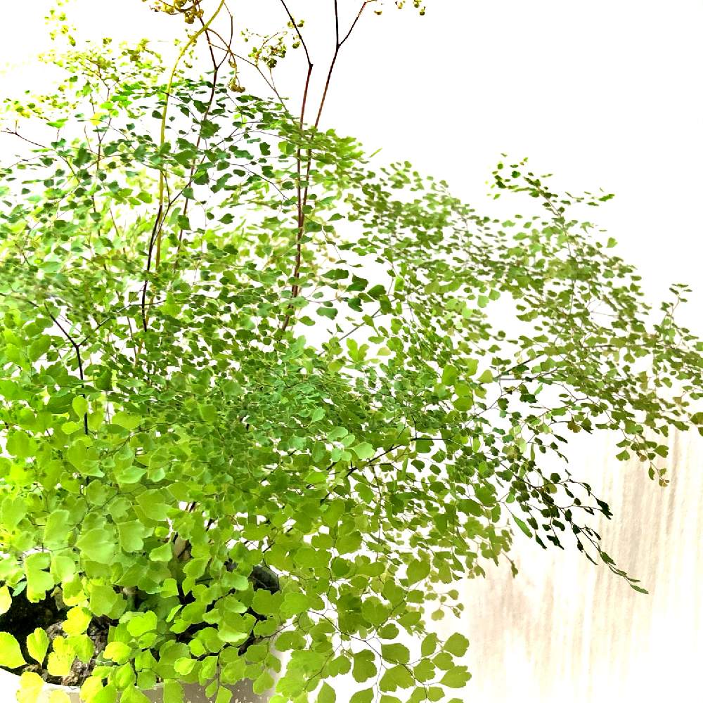 アジアンタムの投稿画像 By 863さん アジアンタム ミクロフィラムと観葉植物と毎月4日はシダの日とno Green No Lifeとおうち園芸と植中毒とシダ植物とシダ愛好会 21月4月4日 Greensnap グリーンスナップ アジアンタムの投稿画像 By 863さん アジアンタム ミクロフィラムと観葉植物と毎月4日はシダの日とno Green No Lifeとおうち園芸と植中毒とシダ植物とシダ愛好会 21月4月4日 Greensnap グリーンスナップ