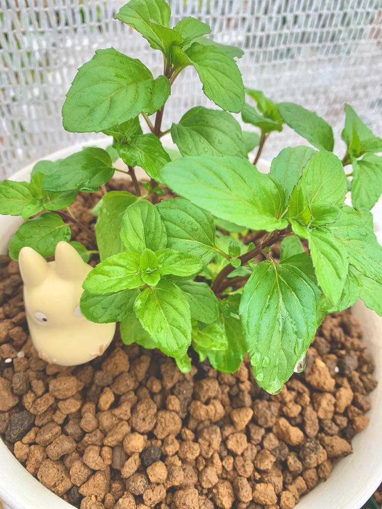 ミントの投稿画像 By ショコラさん ハーブといい香りとマイガーデンとハーブといい香りとマイガーデン 21月4月4日 Greensnap グリーンスナップ Greensnap グリーンスナップ