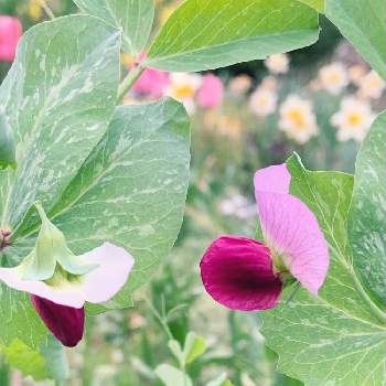 野菜の花の投稿画像一覧 Greensnap グリーンスナップ