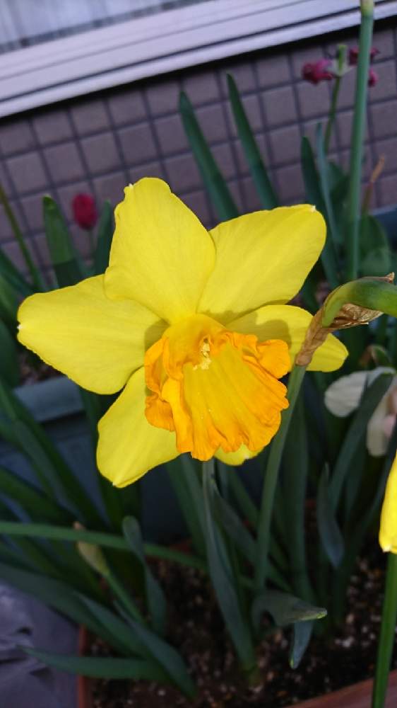 まりのすけさんの投稿画像 21月4月4日 Greensnap グリーンスナップ