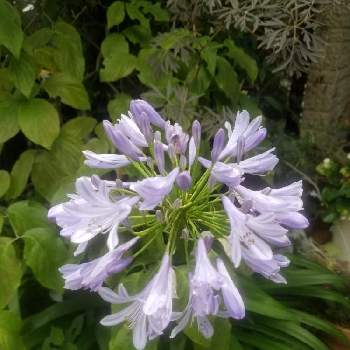 アガパンサスの投稿画像一覧 Greensnap グリーンスナップ