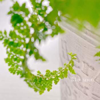 可愛い葉っぱの投稿画像一覧 Greensnap グリーンスナップ 可愛い葉っぱの投稿画像一覧 Greensnap グリーンスナップ