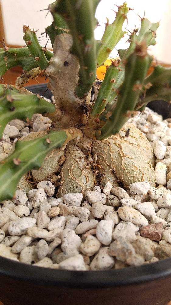 15-20年モノ ユーフォルビア クンチー 15-20年モノ ユーフォルビア