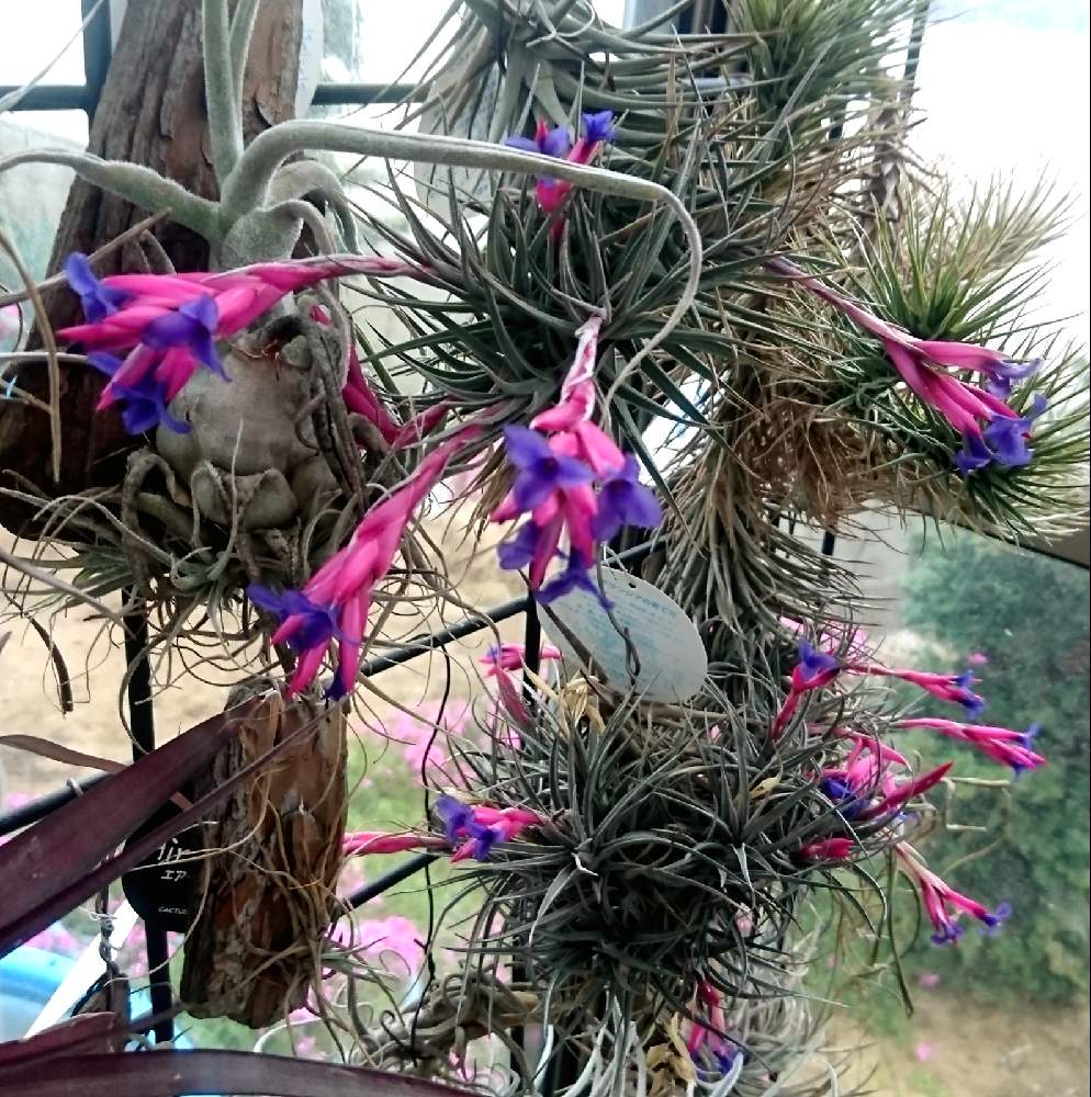 チランジア アエラントス ニグラの投稿画像 By かき揚げさん チランジア の花 と広い庭と多肉植物とオザキフラワーパークと植中毒と温室と多肉おばちゃんとエアプランツとエアープランツ チランジアと多肉植物とオザキフラワーパークと植中毒と温室と多肉おばちゃんと