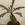 tuberous